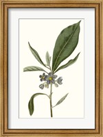 Soft Blue Botanicals II Fine Art Print
