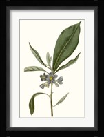 Soft Blue Botanicals II Framed Print