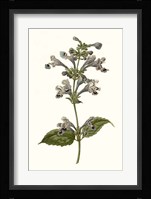 Soft Blue Botanicals III Framed Print