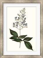 Soft Blue Botanicals IV Fine Art Print
