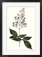 Soft Blue Botanicals IV Fine Art Print