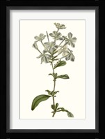 Soft Blue Botanicals VII Framed Print