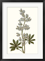 Soft Blue Botanicals VIII Framed Print