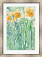Daffodils Stems I Fine Art Print
