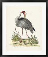 Antique Heron & Cranes I Fine Art Print