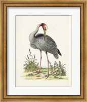 Antique Heron & Cranes I Fine Art Print