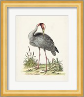 Antique Heron & Cranes I Fine Art Print