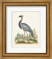 Antique Heron & Cranes II Fine Art Print