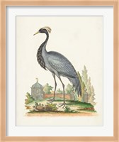 Antique Heron & Cranes II Fine Art Print