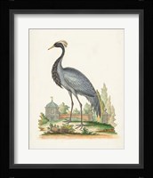 Antique Heron & Cranes II Framed Print