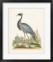 Antique Heron & Cranes II Framed Print