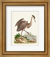 Antique Heron & Cranes III Fine Art Print