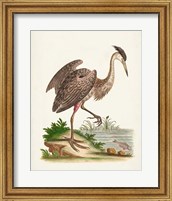 Antique Heron & Cranes III Fine Art Print