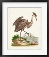 Antique Heron & Cranes III Framed Print