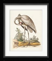 Antique Heron & Cranes IV Framed Print