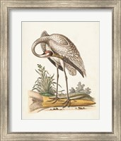 Antique Heron & Cranes IV Fine Art Print