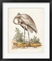 Antique Heron & Cranes IV Framed Print