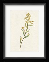 Delicate Yellow I Framed Print