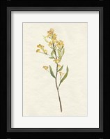 Delicate Yellow II Framed Print