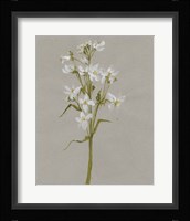 White Field Flowers I Framed Print