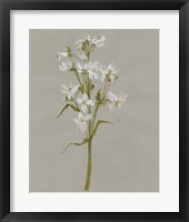 White Field Flowers I Framed Print