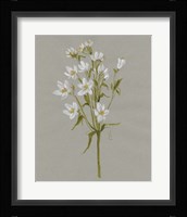 White Field Flowers II Framed Print
