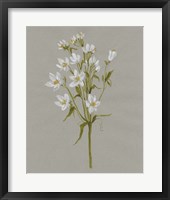 White Field Flowers II Framed Print
