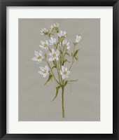 White Field Flowers II Framed Print