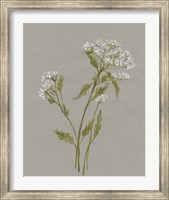 White Field Flowers III Fine Art Print