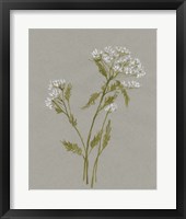 White Field Flowers III Framed Print