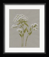 White Field Flowers IV Framed Print