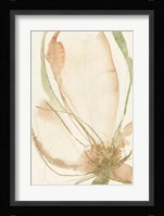 Petal Sketches I Framed Print