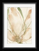 Petal Sketches II Framed Print