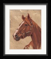 Thoroughbred I Framed Print