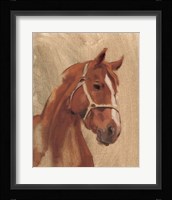 Thoroughbred II Framed Print