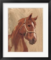 Thoroughbred II Framed Print