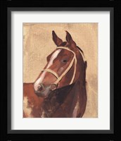 Thoroughbred III Framed Print