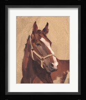 Thoroughbred IV Framed Print