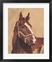 Thoroughbred IV Framed Print
