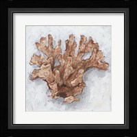 Coral Display I Framed Print