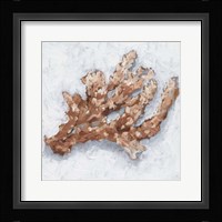 Coral Display II Framed Print