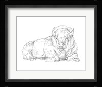 Bison Contour Sketch I Framed Print