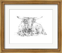 Highland Cattle Sketch II Fine Art Print