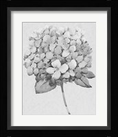 Silvertone Floral II Framed Print