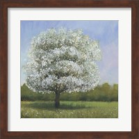 Spring Blossom Tree I Fine Art Print