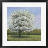 Spring Blossom Tree I Fine Art Print