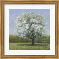 Spring Blossom Tree II Fine Art Print
