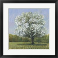 Spring Blossom Tree II Fine Art Print