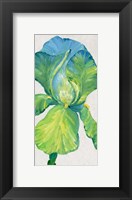 Iris Bloom in Green II Fine Art Print