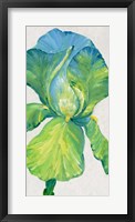Iris Bloom in Green II Framed Print